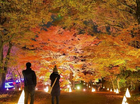 埼玉県の絶景紅葉スポット6選！定番から穴場までさまざまなスポットを紹介（画像36 ｜紅葉名所2024 ウォーカープラス