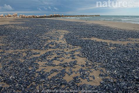 Stock Photo Of Mass Of By The Wind Sailor Velella Velella Jellyfish