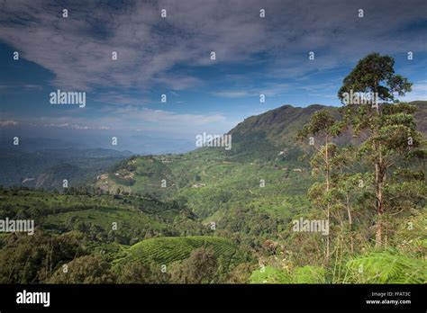 Tea plantation in Kerala Stock Photo - Alamy