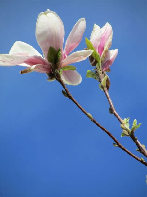 Free Images Tree Nature Branch Blossom Sky Sunlight Leaf