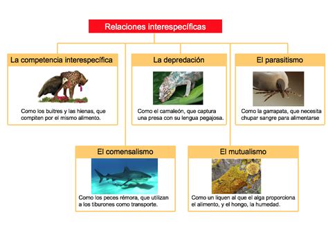 ¡mira A Tu Alrededor Ecosistemas Conocerlos Para Protegerlos