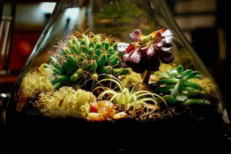 Air Plant Terrariums