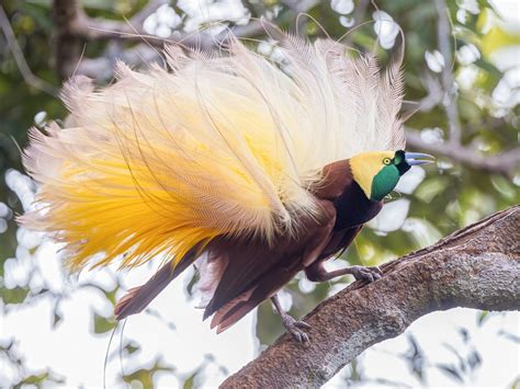 Greater Bird Of Paradise Paradisaea Apoda Birds Of The World