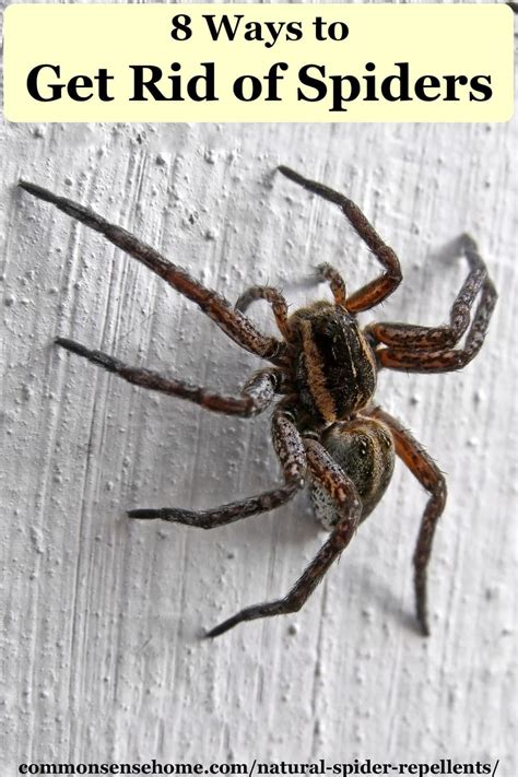 Natural Spider Repellents Ways To Get Rid Of Spiders Including A