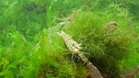 Palaemon Adspersus Commonly Called Baltic Prawn Shrimps Look For Food