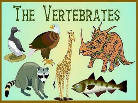 Ppt Vertebrates Powerpoint Presentation Free Download Id 6893975