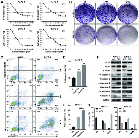 CTX Was More Effective Than PTX In Promoting Apoptosis And Cell Cycle