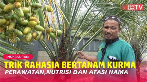 Panduan Budidaya Kurma Agar Berbuah Lebat Manis Dan Bisa Panen