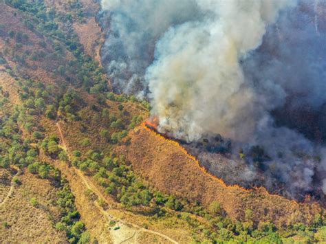 Piden Ecologistas Acciones Reales Para Prevenir Incendios Meganoticias