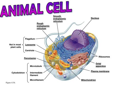 Flagella In Plant Cell