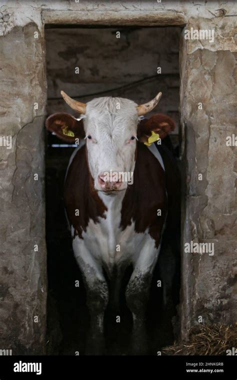 Intensive Calf Farming Stock Photo Alamy