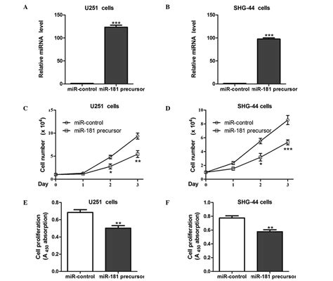 Microrna 181 Inhibits Glioma Cell Proliferation By Targeting Cyclin B1