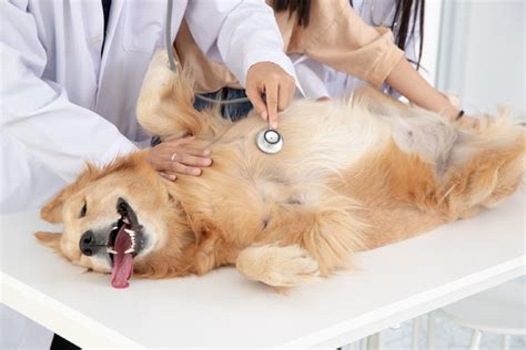 Ichthyosis In Golden Retrievers Our Vet Explains Causes Signs And Treatment Hepper