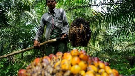 Indonesia Malaysia Seeks To Soften Eu Palm Oil Stance Asia News