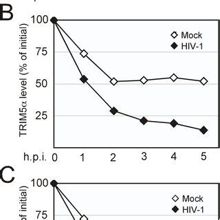 TRIMCyp Is Destabilized In Cells Challenged With HIV 1 A 293T Cells