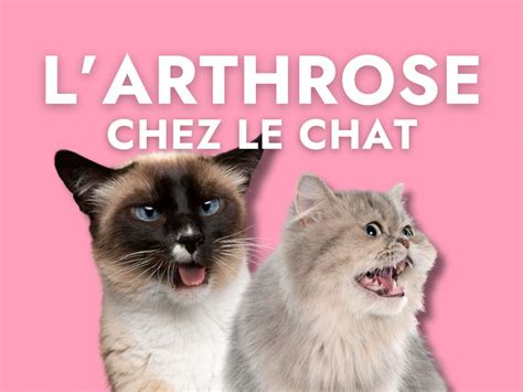 Détecter l arthrose chez le chat