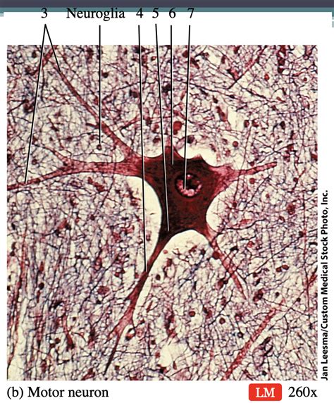 Structure of a Neuron Label 2 Diagram | Quizlet