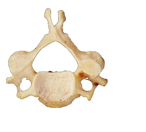 Vertebrae Labeling Diagram Quizlet