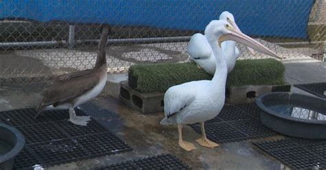 Animals relocated after storm floods Huntington Beach wildlife center ...