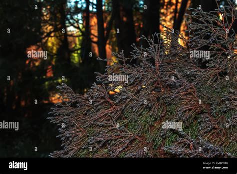 Background Of Thuja Western Thuja Occidentalis Is An Evergreen