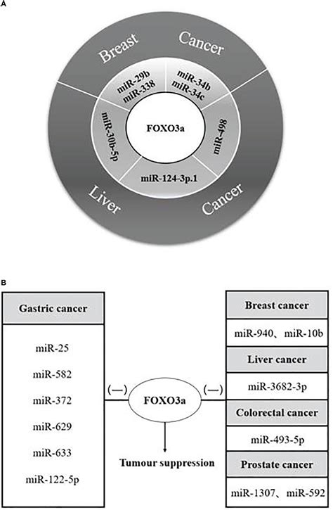 Frontiers Progress In The Study Of Foxo A Interacting With Microrna