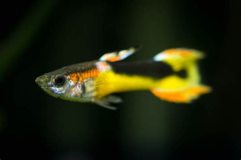 Endler Guppy Japan Blue günstig online kaufen Poecilia wingei