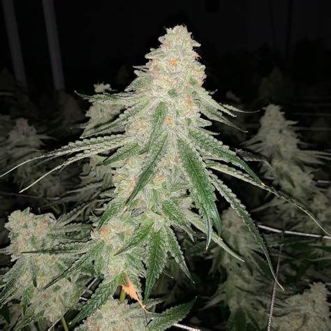 Sfv Og Strain San Fernando Valley Og Kush Sfv Og Kush Seeds