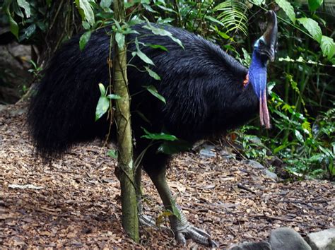 Southern Cassowary Photo Image 15 Of 25 By Ian Montgomery At Au