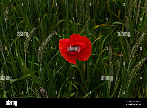 Grain Field Hi Res Stock Photography And Images Alamy