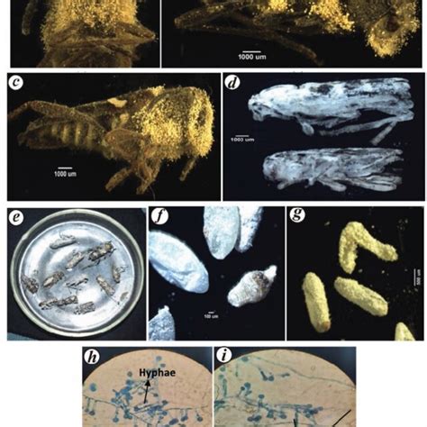 Fungal Virulence Of B Bassiana On X Basifuliginosus Eggs And Adults Download Scientific