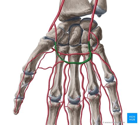 Superficial Palmar Arch Origin Branches Function Kenhub