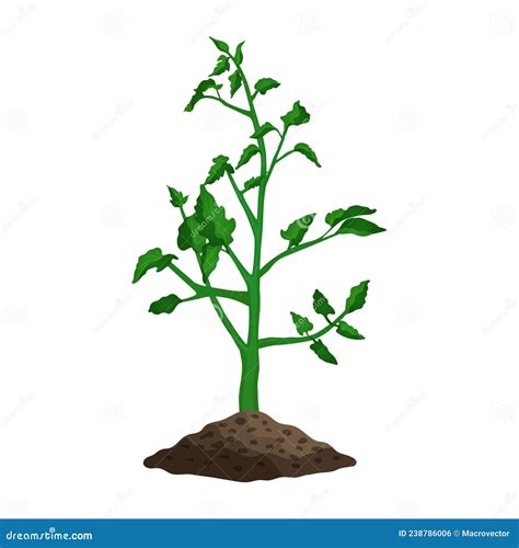 Tomato Plant Illustration stock vector. Illustration of branch - 238786006