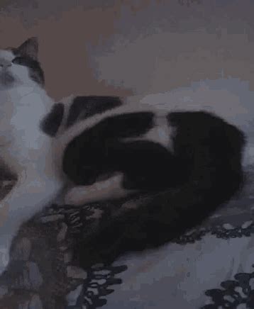 Cat Playing GIF - Cat Playing - Discover & Share GIFs