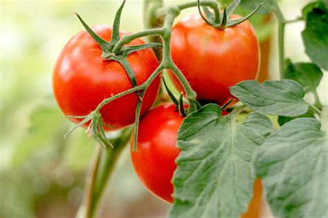 Tomato Growing Guide Care Harvest Homegrown Outlet