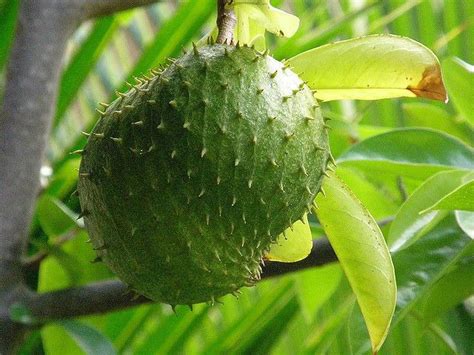 Cuál Es La Fruta Tropical Que Ayuda A Eliminar A Las Cucarachas De Forma Natural Infobae