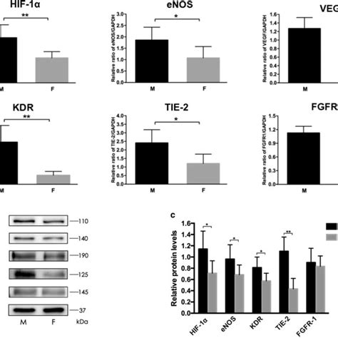 Comparison Of The Expression Levels Of Angiogenic Factors In Huvecs Download Scientific