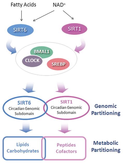 Partitioning Circadian Transcription By SIRT6 Leads To Segregated