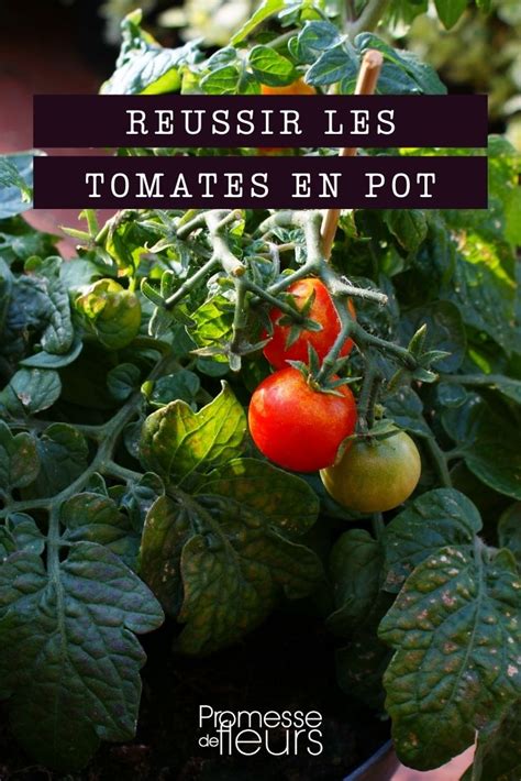 Cultiver Des Tomates En Pot Promesse De Fleurs