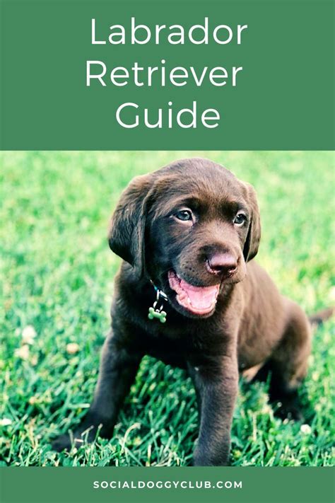 Everything You Need To Know About The Labrador Retriever Artofit