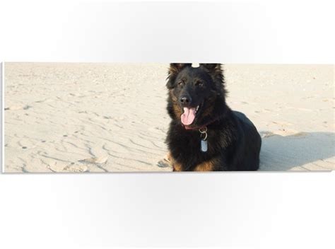 Wallclassics Pvc Schuimplaat Poserende Hond Op Kalm Strand X