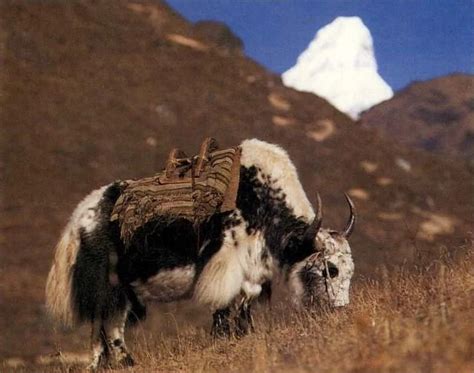 Yak By: Unknown photographer From: Wildlife Fact-File 1990s ...