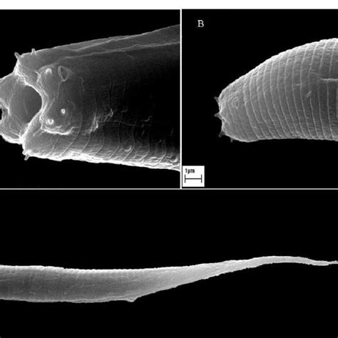 Oscheius Tipulae Lam And Webster 1971 A Female Anterior End B