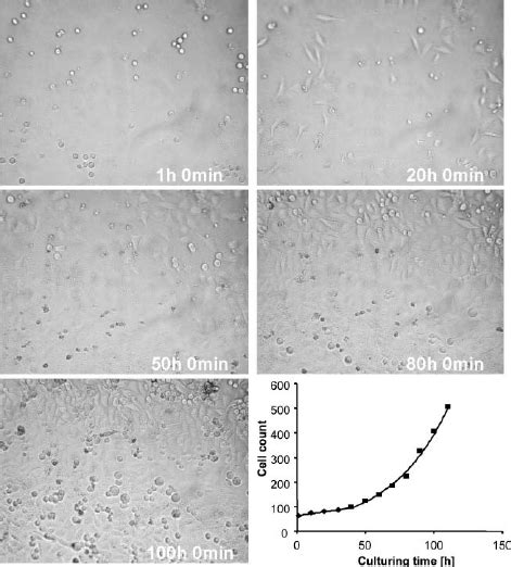 Growth Kinetics Of Hela Cells Three Long Term Culturing Experiments