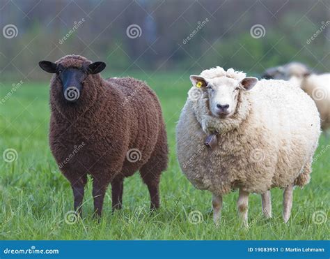 Black and white sheep stock image. Image of multi, creature - 19083951