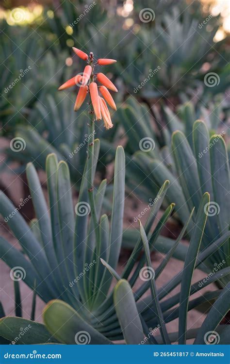 Orange Flower Of Kumara Plicatilis Or Fan Aloe Unusual Fan Like Long