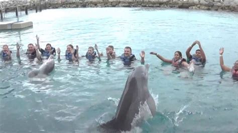 Dolphins Encounter Blue Lagoon Nassau Bahamas Salza19 Youtube