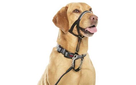 Halti Head Collar An Exellent Option For Dogs Who Wont Stop Pulling