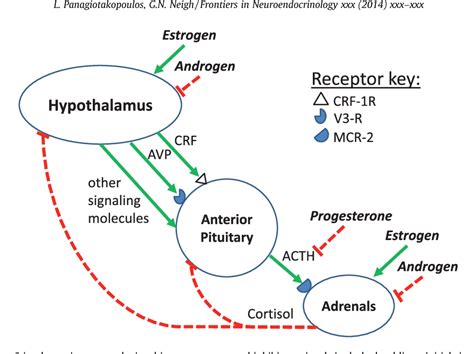 Development Of The Hpa Axis Where And When Do Sex Differences Manifest