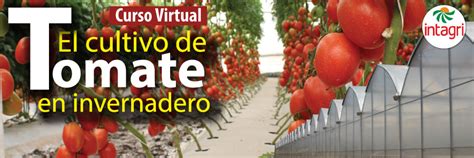 Curso Virtual El Cultivo De Tomate En Invernadero Inicio Intagri S C