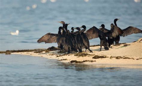 Bahamas Biodiversity Animal And Plant Species And What Is Under Threat